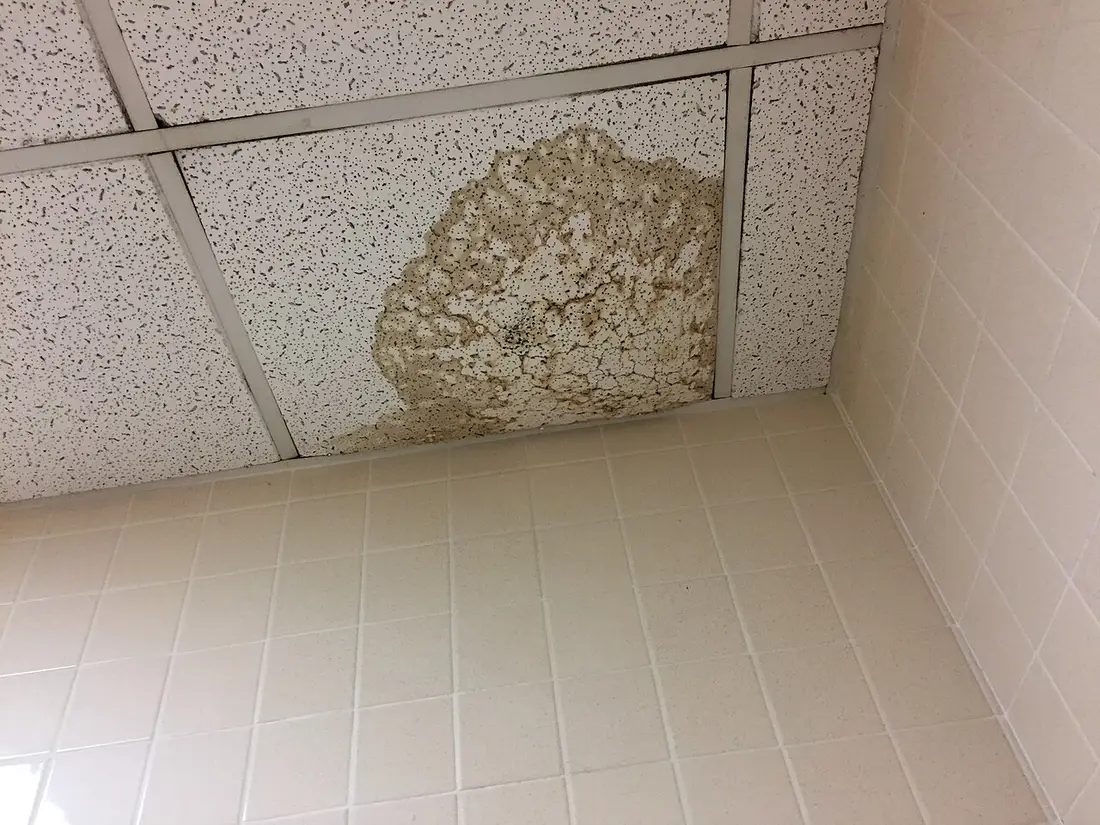 Large tache d'eau brunâtre sur une dalle de plafond, causée par une canalisation qui fuit